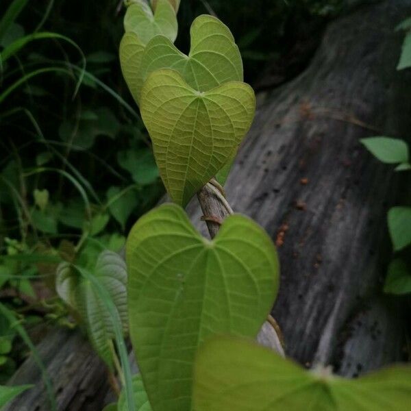 Dioscorea bulbifera पत्ता