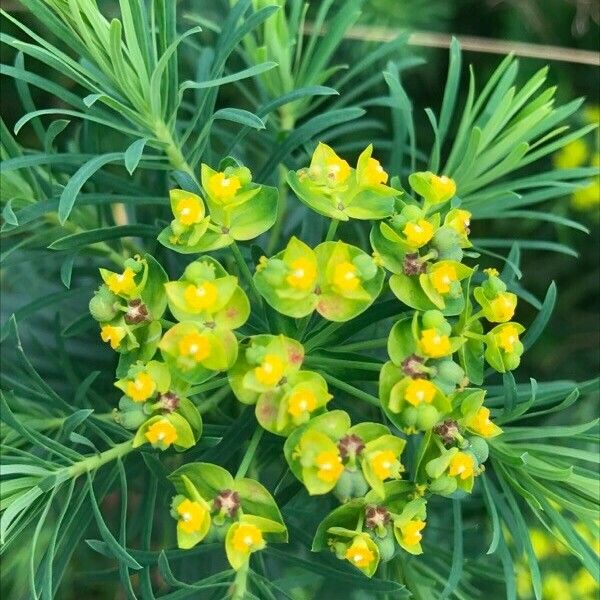 Euphorbia cyparissias Blüte