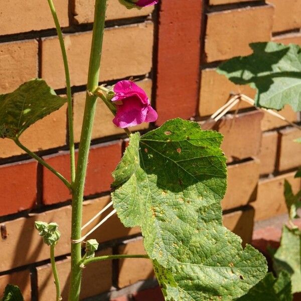 Alcea rosea Liść