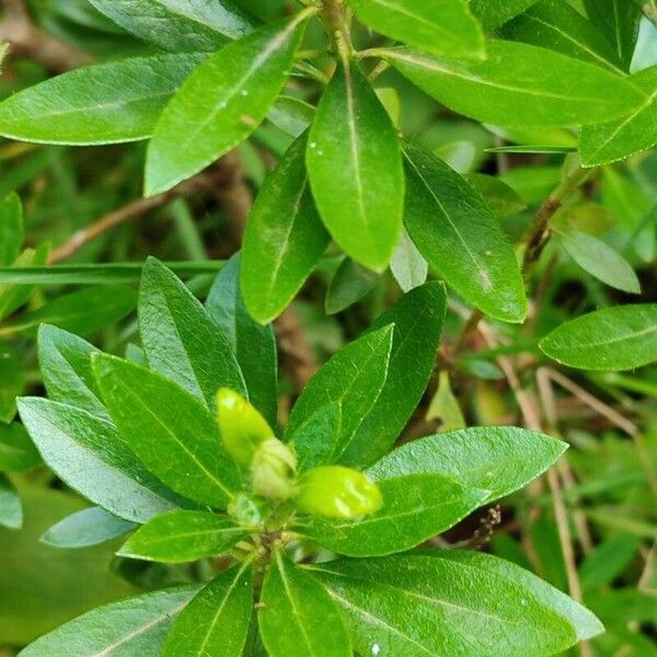 Rhododendron hirsutum 葉