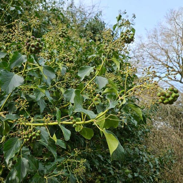 Hedera colchica عادت داشتن