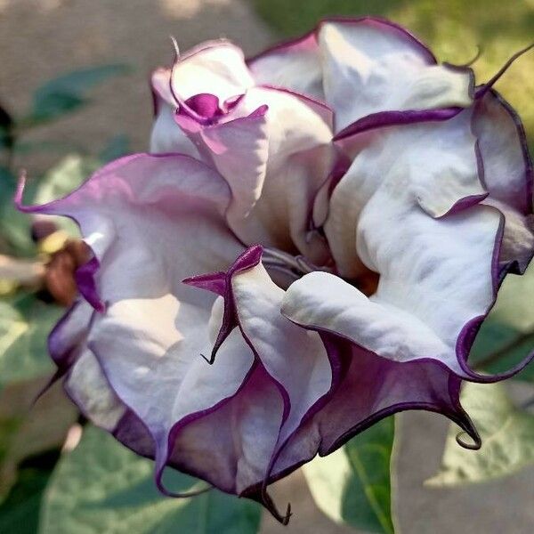 Datura metel Bloem