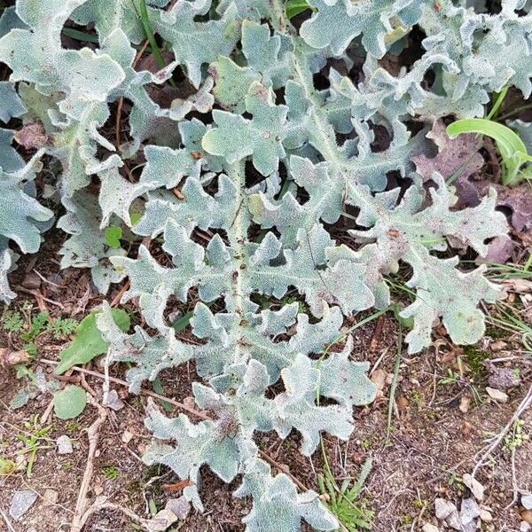 Glaucium flavum Blatt