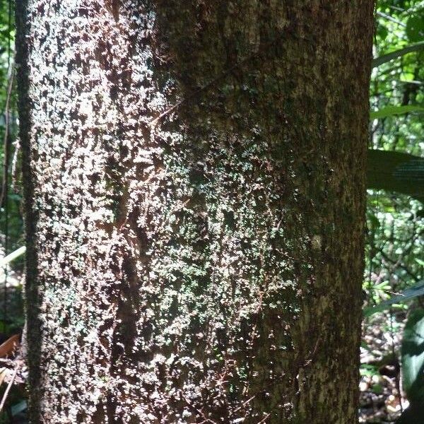 Casearia bicolor Schors