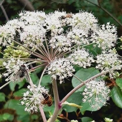 Angelica sylvestris Žiedas