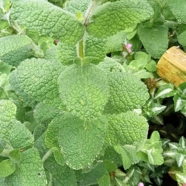 Mentha × villosa Habit