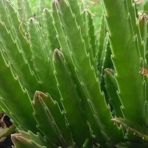 Stapelia hirsuta Leaf