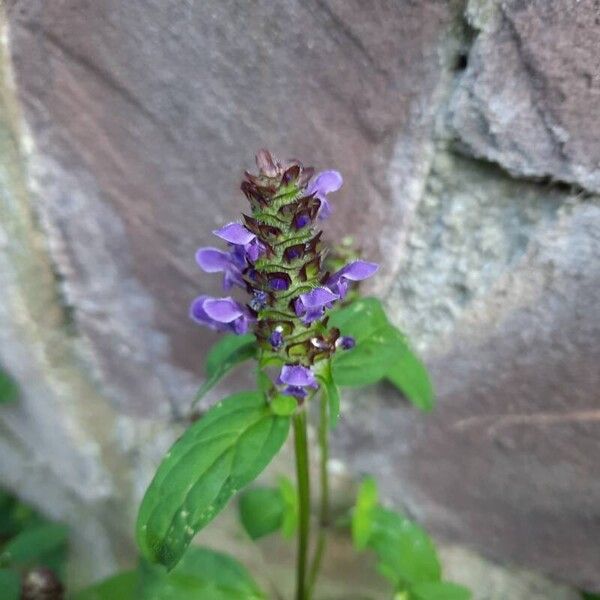 Prunella vulgaris Fiore