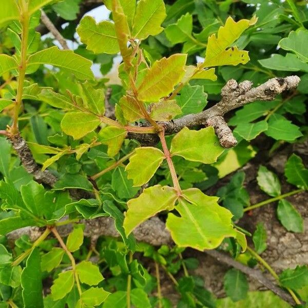 Sclerocarya birrea Feuille