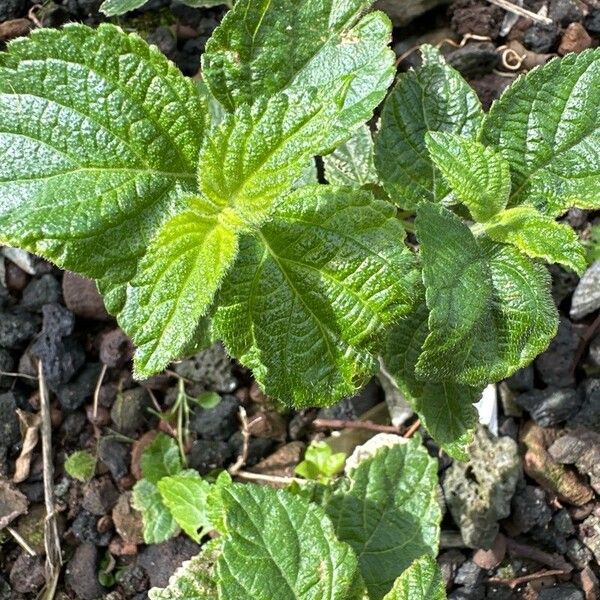 Lantana viburnoides Leaf