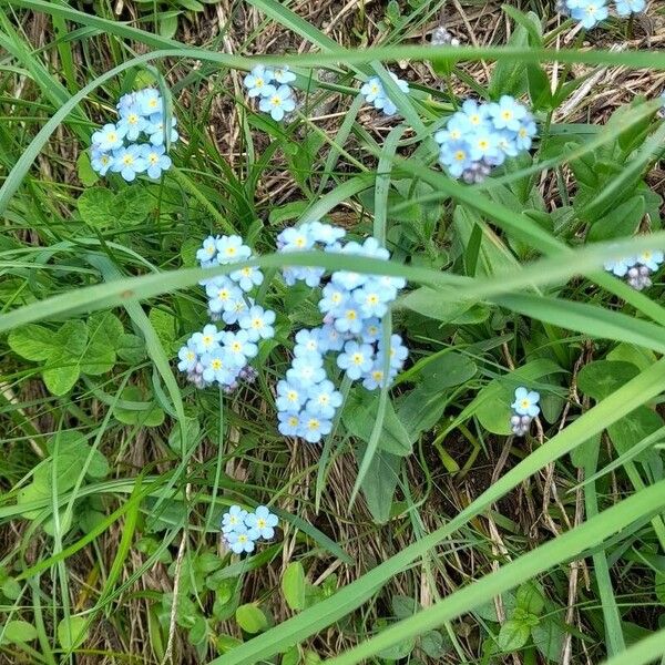 Myosotis alpestris Кветка