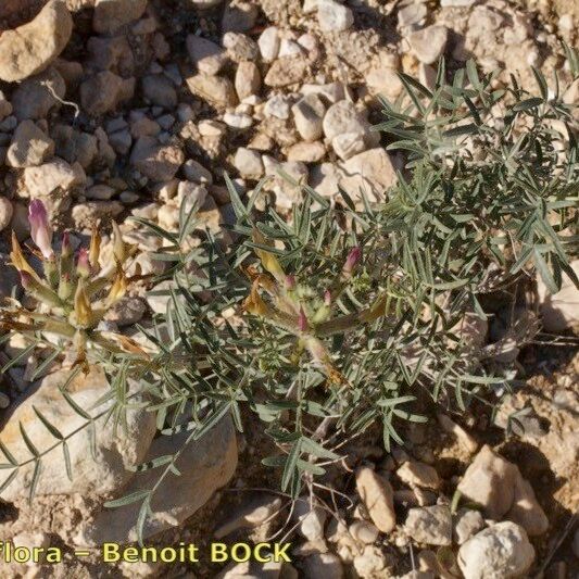 Astragalus hispanicus Хабит