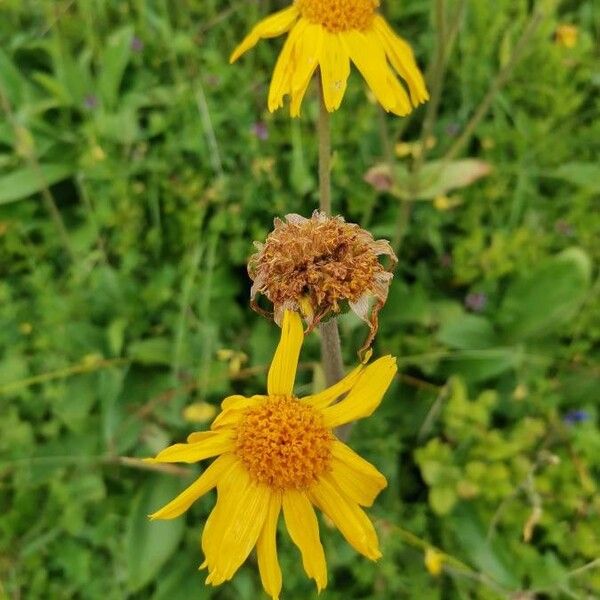 Arnica montana Λουλούδι