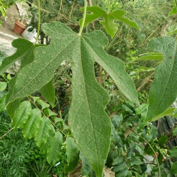 Brachychiton acerifolius Hoja