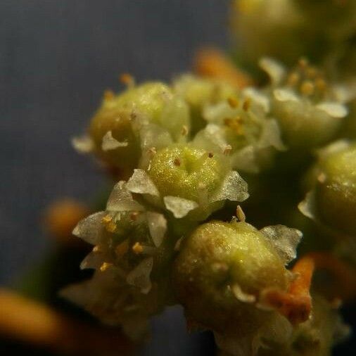 Cuscuta campestris 花