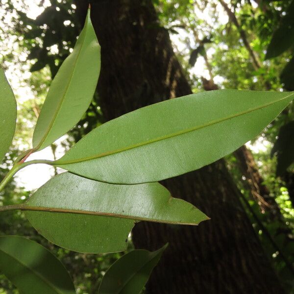 Calophyllum brasiliense Feuille