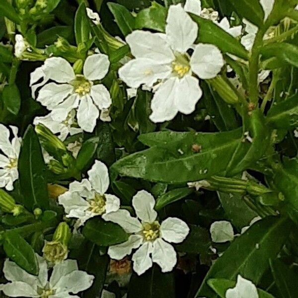 Cuphea hyssopifolia Õis