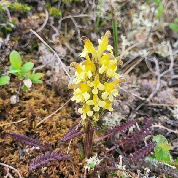 Pedicularis oederi Blüte