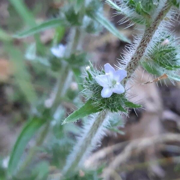 Echium italicum Flower