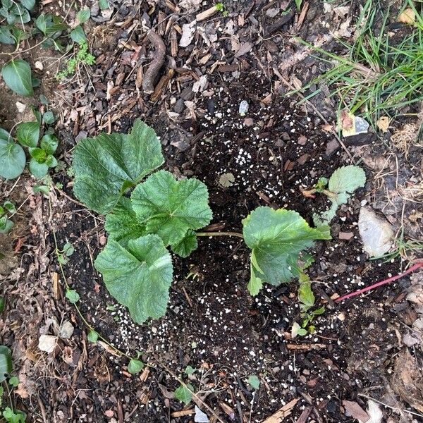 Malva neglecta Leaf