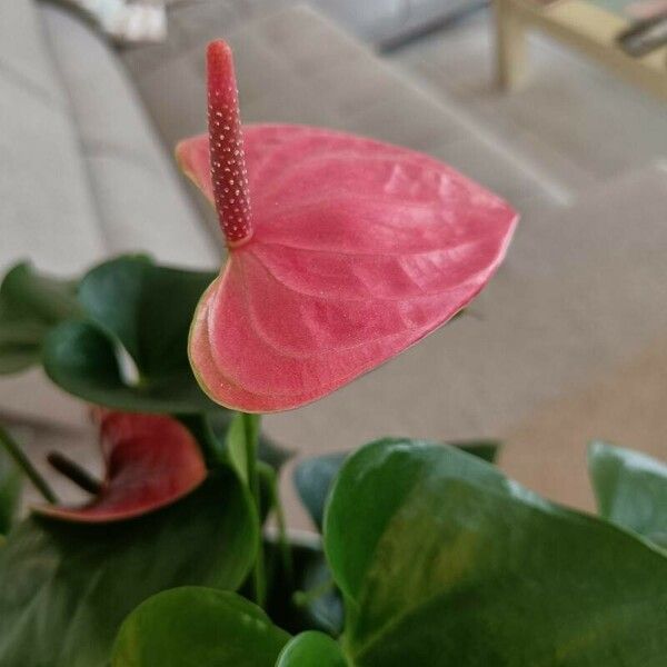 Anthurium scherzerianum Kvet