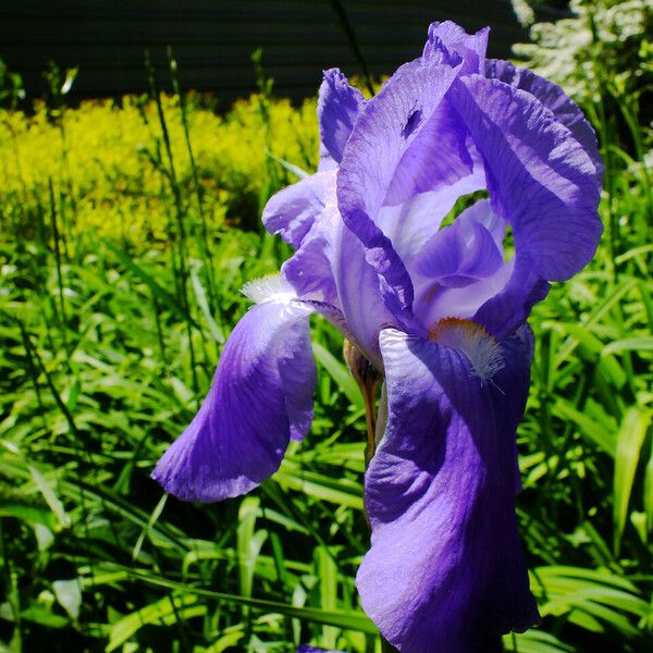 Iris pallida Flors
