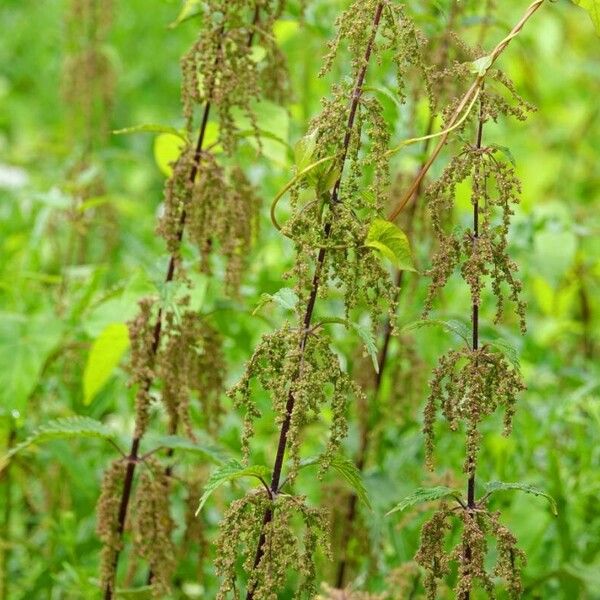 Urtica dioica Агульны выгляд