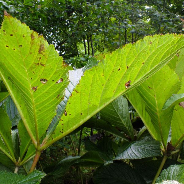 Rodgersia aesculifolia Blad