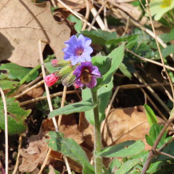 Pulmonaria mollis Květ