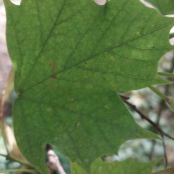 Acer cissifolium Φύλλο