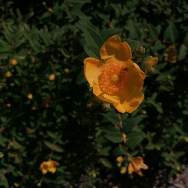 Hypericum frondosum Flower