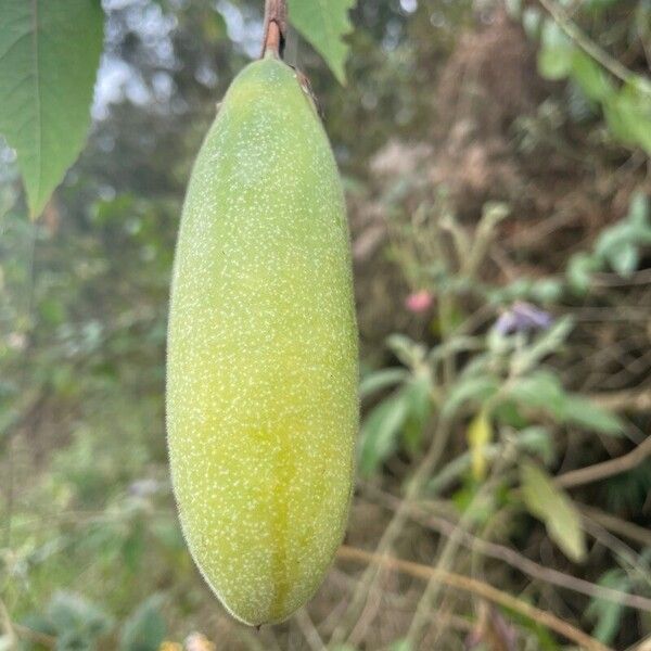 Passiflora tripartita Fruit