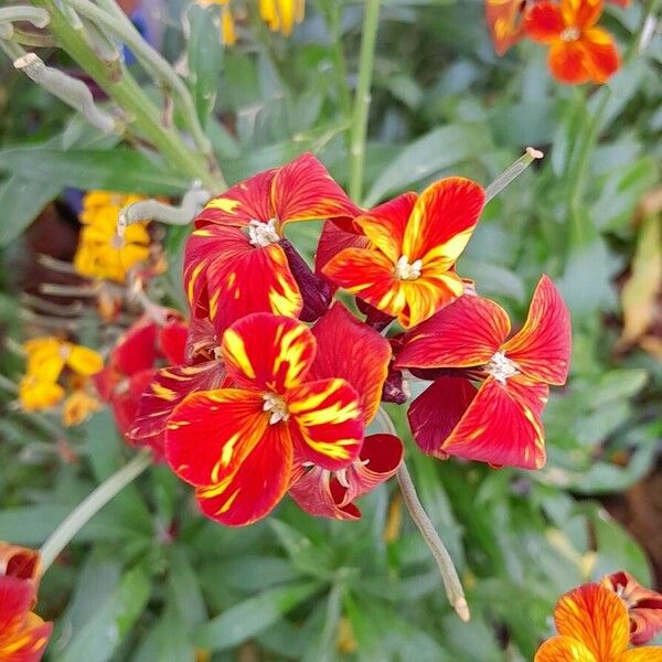 Erysimum × cheiri 花