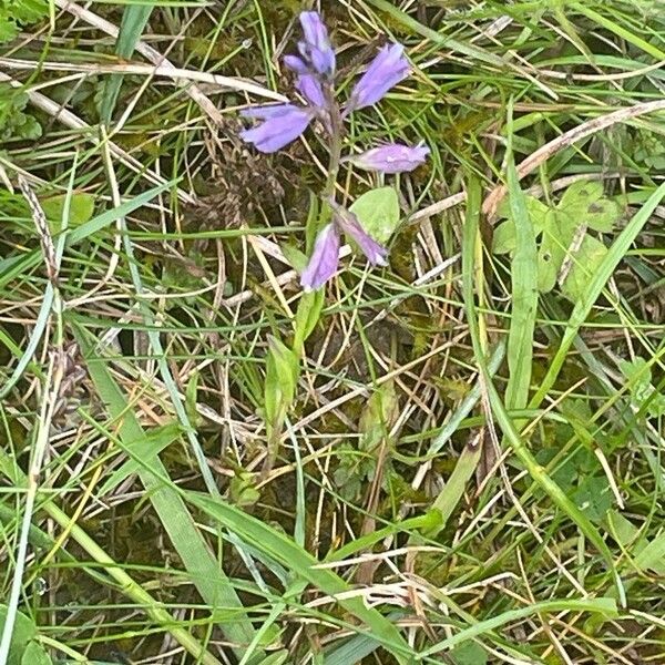 Polygala serpyllifolia Leaf