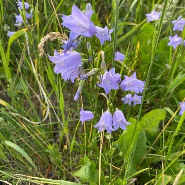 Campanula rotundifolia Blomst