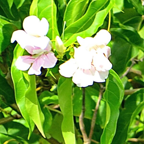 Podranea ricasoliana Flower