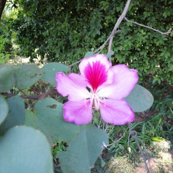 Bauhinia purpurea 花