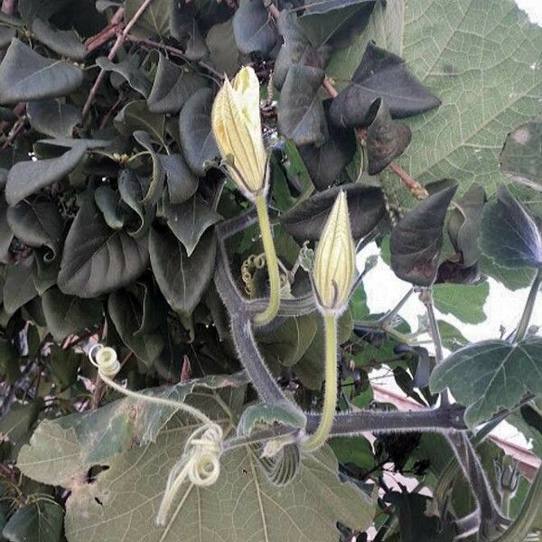 Cucurbita maxima Flower