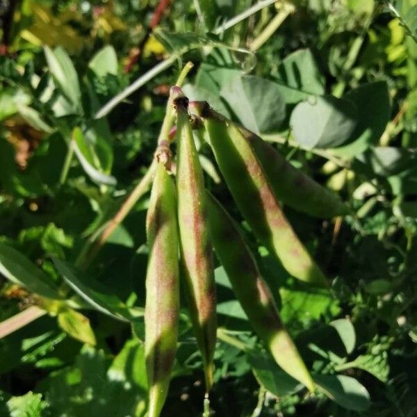 Lathyrus japonicus Fruit