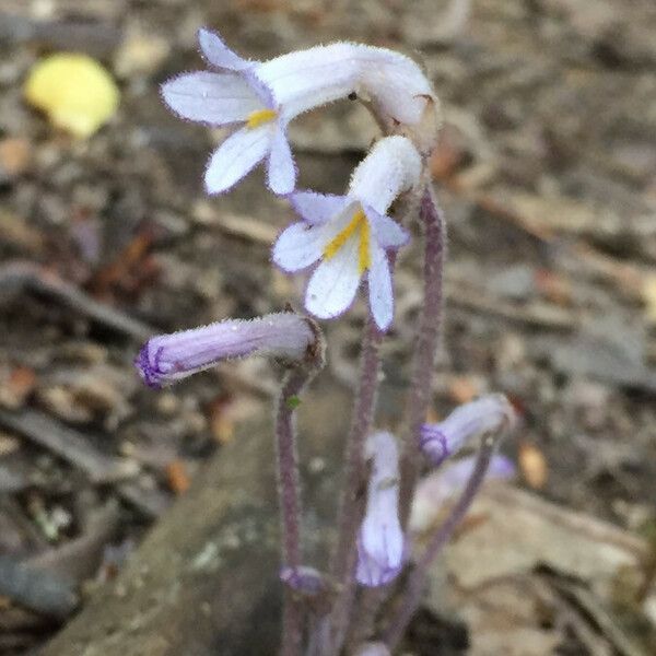 Orobanche uniflora Кветка