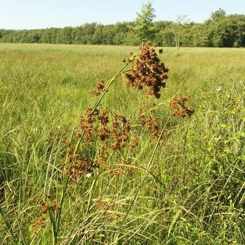 Cladium mariscus Buveinė