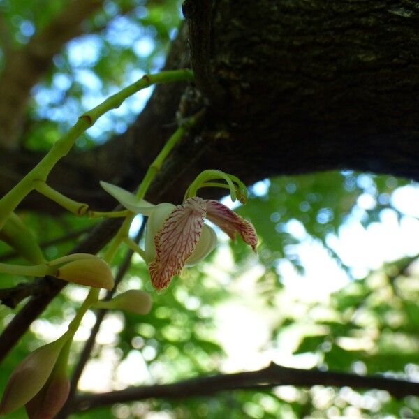 Tamarindus indica Virág