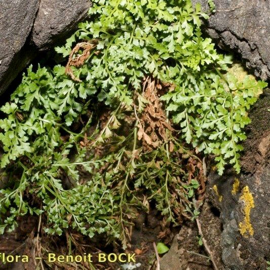 Asplenium cuneifolium Hábito