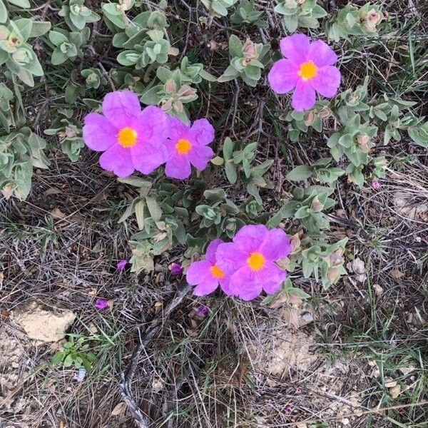 Cistus albidus Blüte