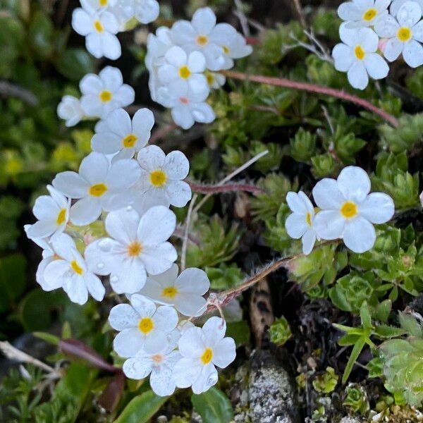 Androsace villosa പുഷ്പം