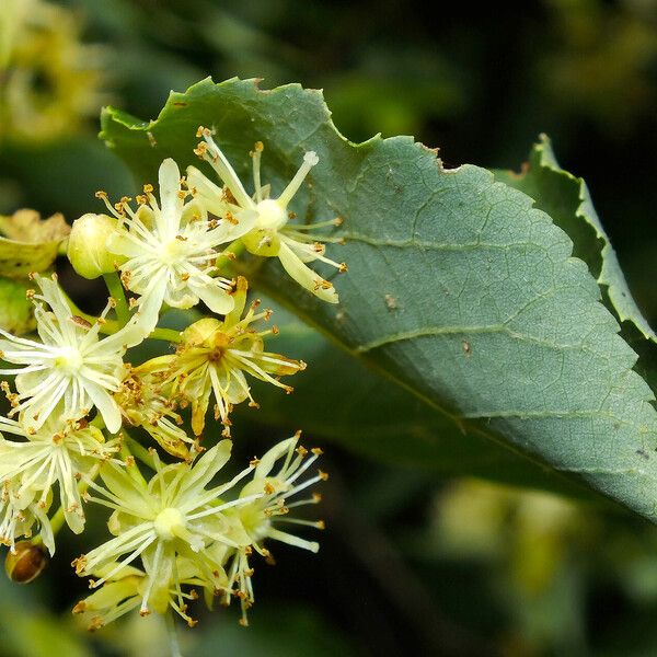 Tilia cordata Květ