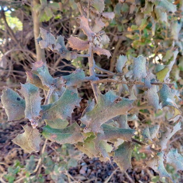 Quercus coccifera Hábito