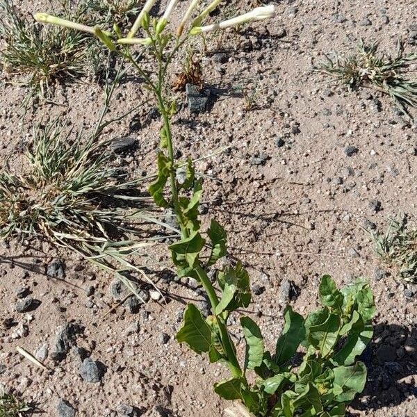 Nicotiana paa