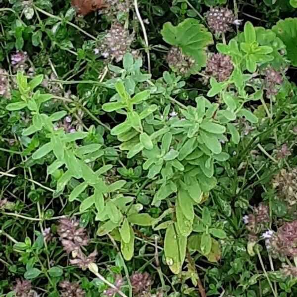 Thymus pulegioides Frunză