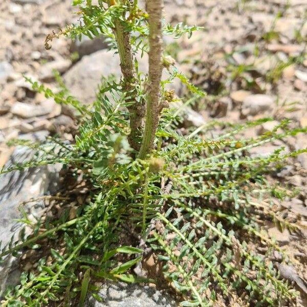 Reseda alba Leaf